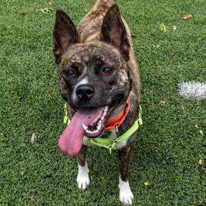 A brindle dog with a pink tongue sticking out, wearing a green harness, standing on grass.