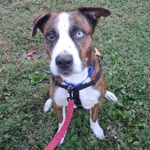 A brown and white dog with blue eyes sitting on grass, wearing a blue collar and a red leash.