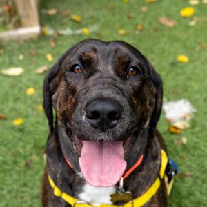Marleigh May, Hound, Plott, adult, available for adoption