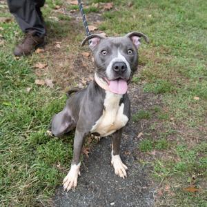 A gray and white dog with a pink tongue sticking out, sitting on a grassy area with a person's leg and shoe visible in the background.