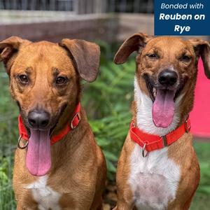 Enzo, Mixed Breed (Medium), adult, available for adoption