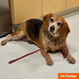 Puddin Tater, Beagle, senior, available for adoption
