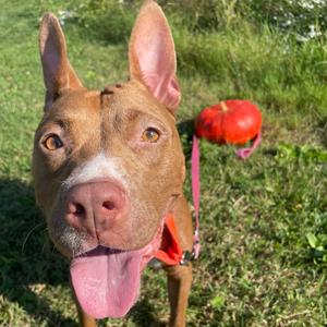 Gaby Birl, Terrier, American Pit Bull, adult, available for adoption