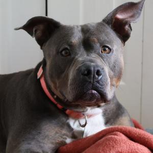 Maci Montana, Terrier, American Pit Bull, adult, available for adoption