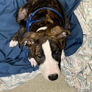 Goblin, Terrier, American Pit Bull, available for adoption