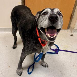 Rock, Mixed Breed (Large), senior, available for adoption
