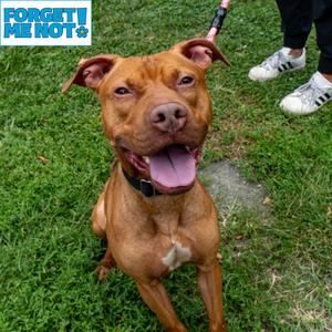Oswald, Terrier, American Pit Bull, adult, available for adoption