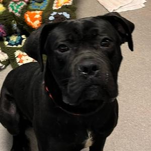 Roxaboxen, Mastiff, adult, available for adoption