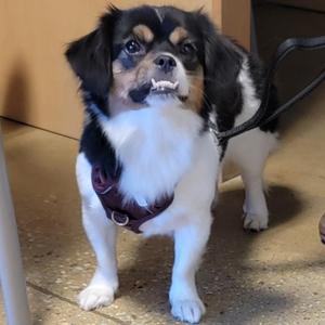 Moo Roo, Pekingese, adult, available for adoption