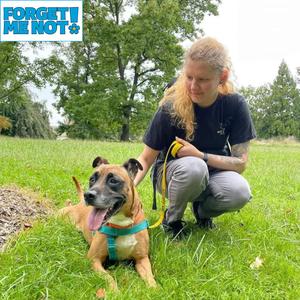 Charity, Boxer, senior, available for adoption