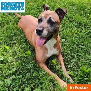 Charity, Boxer, senior, available for adoption