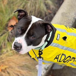 Brandon, Terrier, American Pit Bull, adult, available for adoption