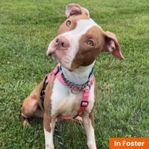 A brown and white dog wearing a pink harness, sitting on grass and looking up.
