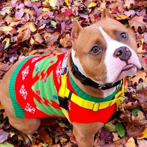 Juki, Terrier, American Staffordshire, senior, available for adoption