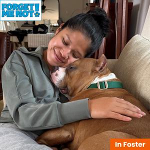 Juki, Terrier, American Staffordshire, senior, available for adoption