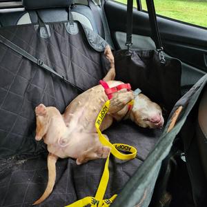 Red Rhonda, Terrier, American Pit Bull, senior, available for adoption