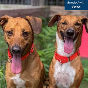 Reuben on Rye, Mixed Breed (Medium), adult, available for adoption