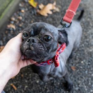 Nico, Shih Tzu, adult, available for adoption