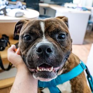 Orang, Boxer, adult, available for adoption