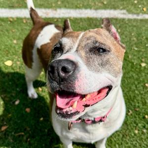 Nala Ray, Terrier, American Pit Bull, senior, available for adoption