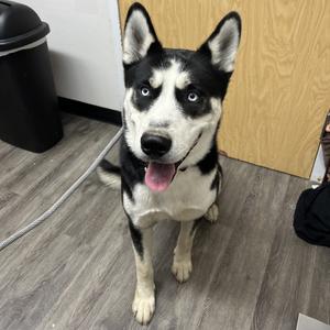 Bane, Husky, Siberian, adult, available for adoption
