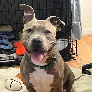 Bule, Terrier, American Pit Bull, adult, available for adoption