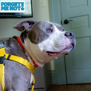 Zeus, Terrier, American Pit Bull, senior, available for adoption