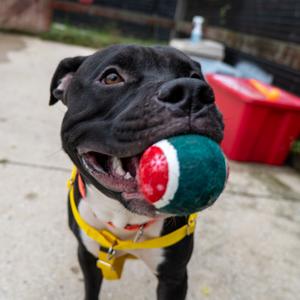 Mr. Buddy Man, Terrier, American Pit Bull, adult, available for adoption