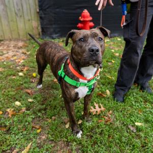 Becca, Terrier, Pit Bull, adult, available for adoption