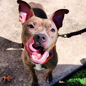 Brit, Terrier, American Pit Bull, adult, available for adoption