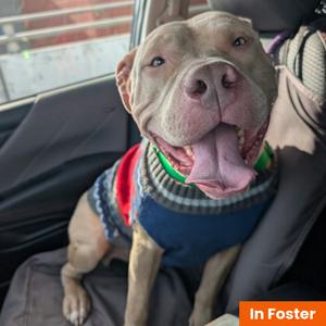 Petey Bonez, Terrier, American Pit Bull, adult, available for adoption