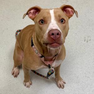 Storm Cloud, Terrier, American Pit Bull, adult, available for adoption