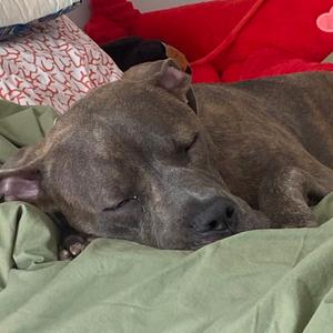Theori, Terrier, American Pit Bull, adult, available for adoption