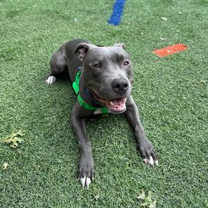 A black dog with a green harness lying on artificial grass, looking up with its mouth open.