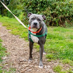 Mako, Terrier, American Pit Bull, adult, available for adoption