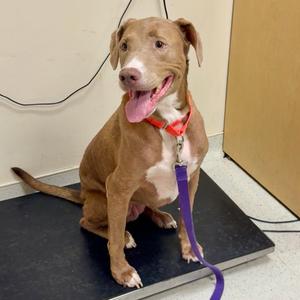 Ronnie, Mixed Breed (Large), senior, available for adoption