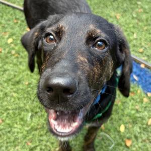 Otter Pop, Poodle, Standard, adult, available for adoption