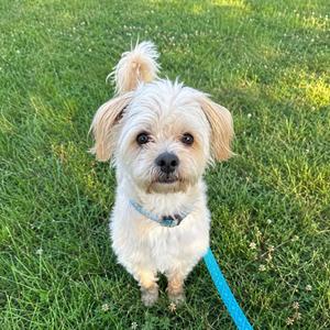 Soul, Shih Tzu / Maltese, adult, available for adoption