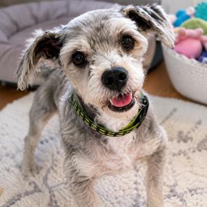 Rocco, Miniature Schnauzer / Lhasa Apso, senior, available for adoption