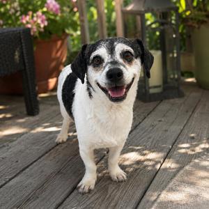 Grover, Jack Russell Terrier / Dachshund, adult, available for adoption