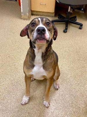 Mazie, Mixed Breed, puppy, available for adoption