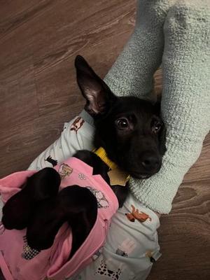 Sadie, Mixed Breed, puppy, available for adoption