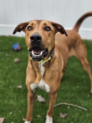 Zeus, Mixed Breed, adult, available for adoption