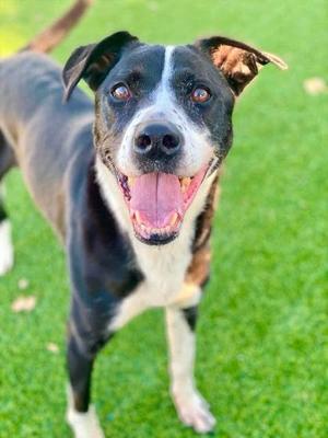 Ace, Mixed Breed, senior, available for adoption