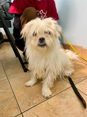 Kip, Mixed Breed, adult, available for adoption