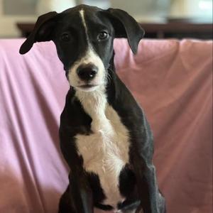 Dolly, Mixed Breed, puppy, available for adoption