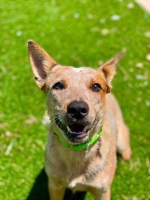 Ramona, Mixed Breed, adult, available for adoption