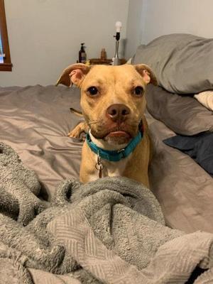 Danika, Mixed Breed, adult, available for adoption