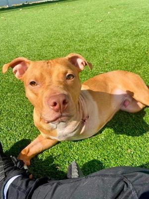 Ithan, Mixed Breed, adult, available for adoption