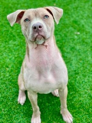 Nutter Butter, Mixed Breed, adult, available for adoption